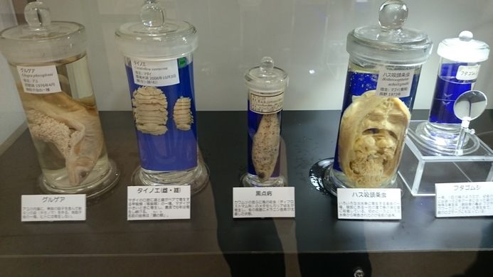 Lihat Berbagai Macam Parasit Mengerikan di Meguro Parasitological Museum