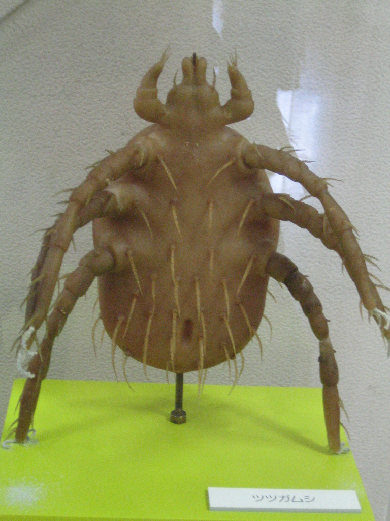 Meguro Parasitological Museum