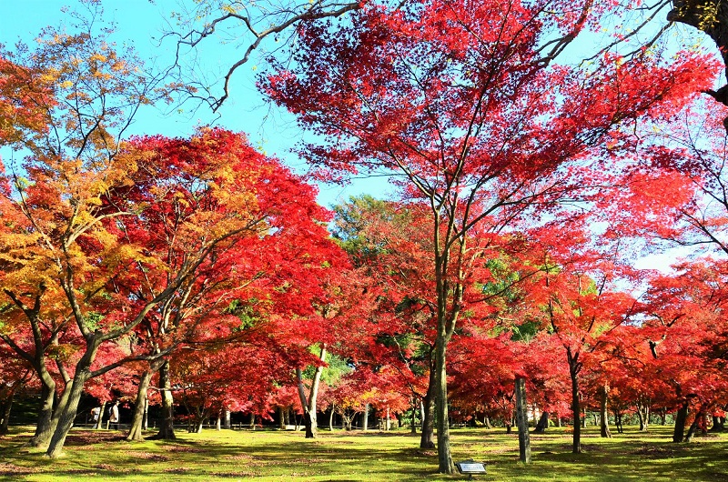 Okayama Korakuen, Salah Satu dari 3 Taman Terbaik di Jepang