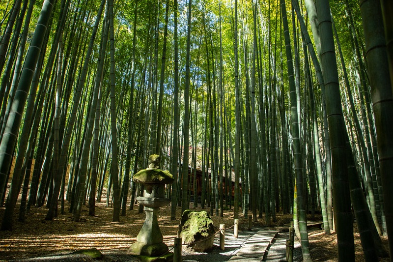 Hokokuji, Kuil Buddha Dengan Hutan Bambu di Kamakura