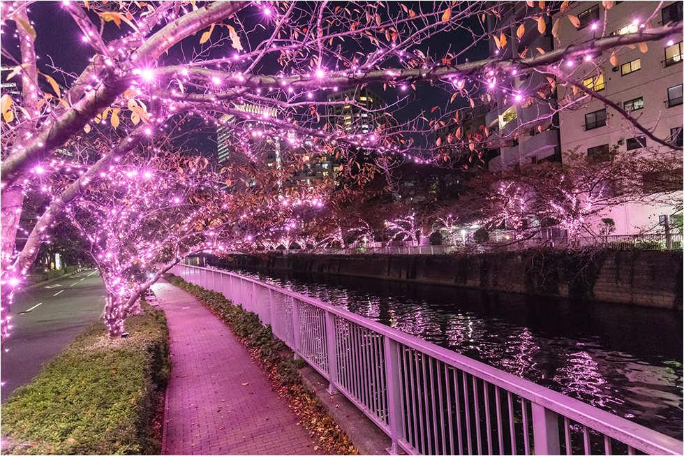 Minna no Illumi 2019 Sungai Meguro Akan dimulai 8 November