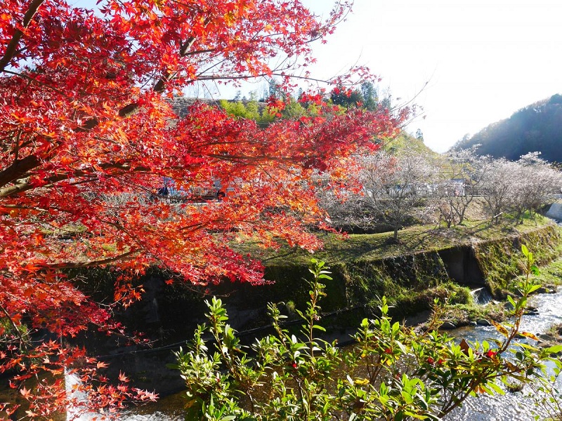 Festival Shikizakura, Menikmati Bunga Sakura Mekar dan Dedaunan Musim Gugur di Obara