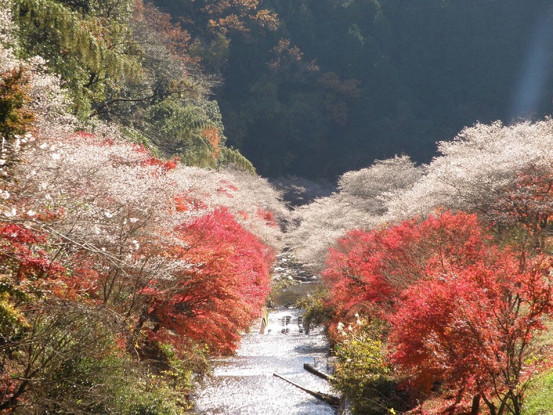 Festival Shikizakura, Menikmati Bunga Sakura Mekar dan Dedaunan Musim Gugur di Obara
