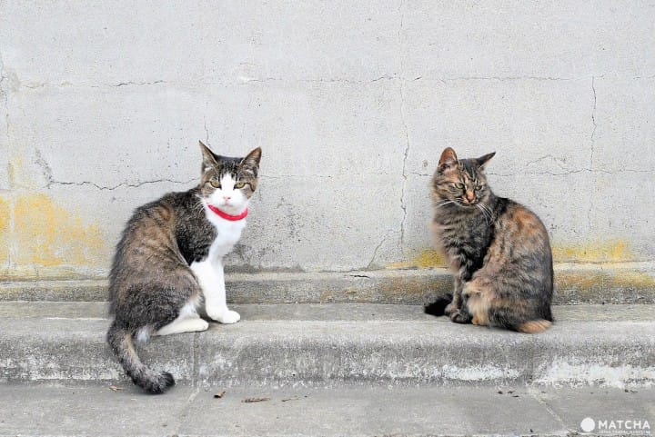 Kucing di Tashirojima