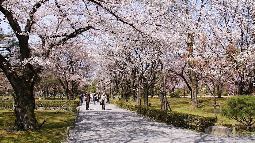 Sakura di Kastil-kastil Jepang Ini Amat Memukau