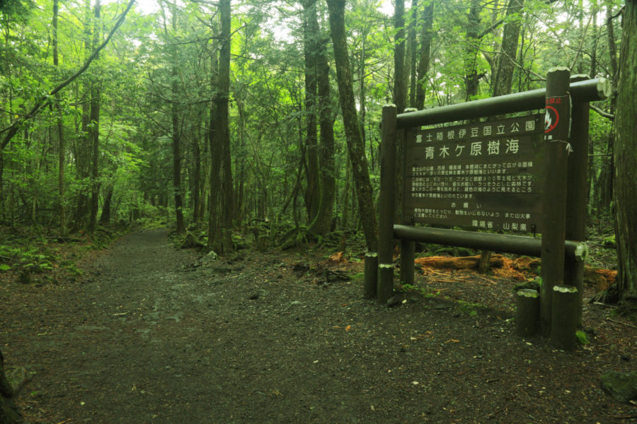 13 Fakta Mengerikan Tentang Hutan Aokigahara dan Bunuh Diri di Jepang
