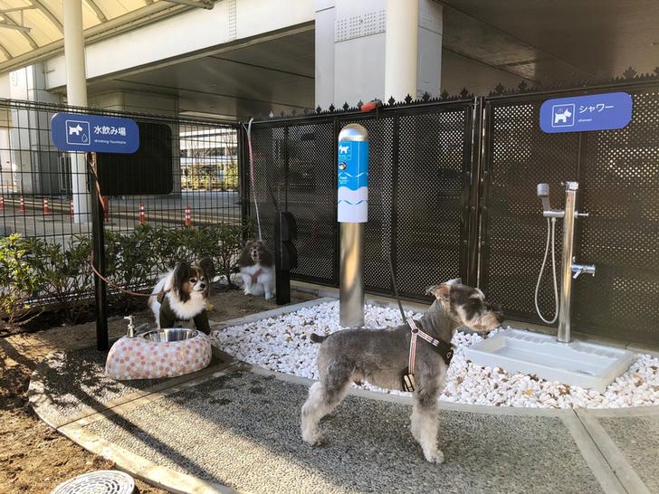 Bandara Itami di Osaka Punya Toilet Khusus Anjing