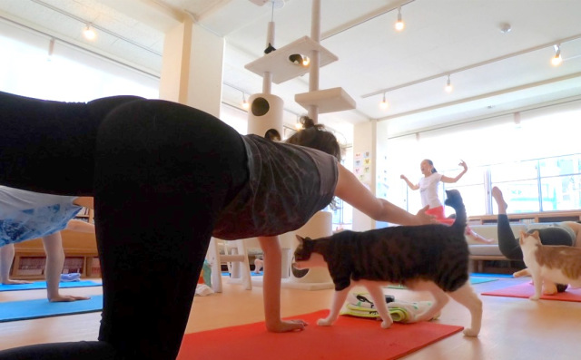 Sesi kelas yoga (soranews24.com)