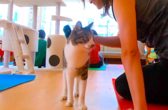 Yoga Kucing di Shelter Ini Bikin Kamu Sehat dan Bahagia!