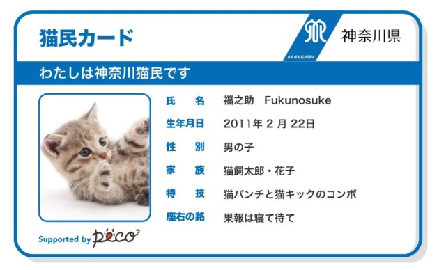 KTP Kucing Sekarang Ada di Kanagawa!