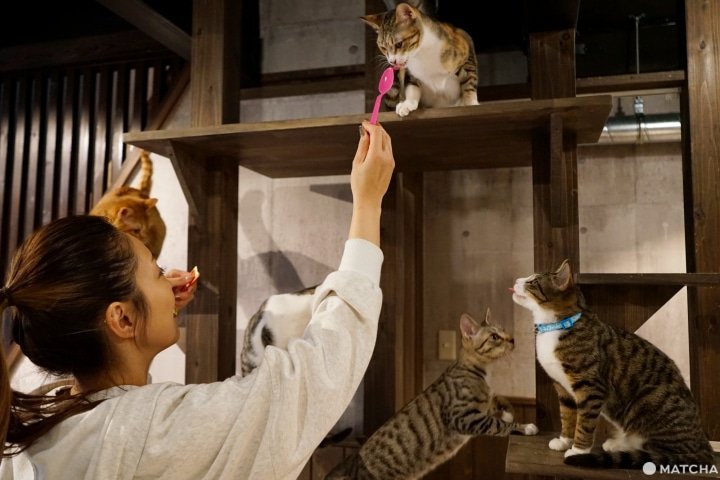 Rescue Cat Vegan Cafe Neu Osaka, untuk Kalian Pecinta Hewan!