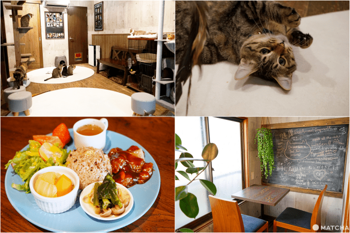Rescue Cat Vegan Cafe Neu Osaka, untuk Kalian Pecinta Hewan!
