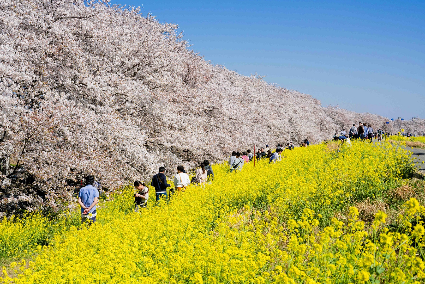 Rekomendasi Tempat Melihat Bunga Sakura di Tohoku, Shin-Etsu, dan Kanto, Jepang