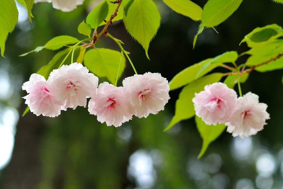 Bunga sakura Jepang