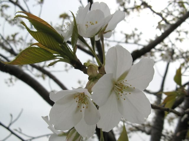 Bunga Sakura jepang