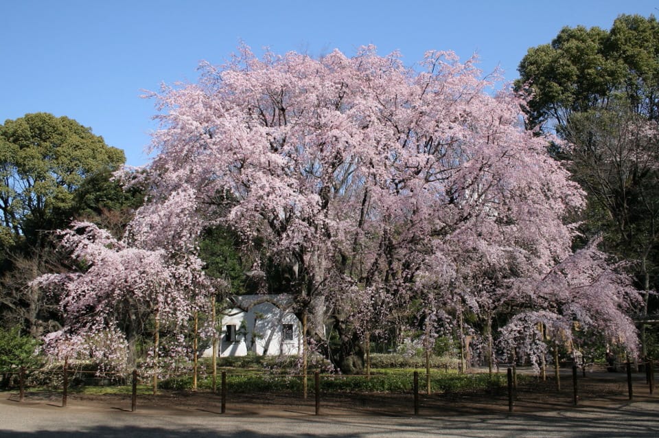 Bunga sakura Jepang