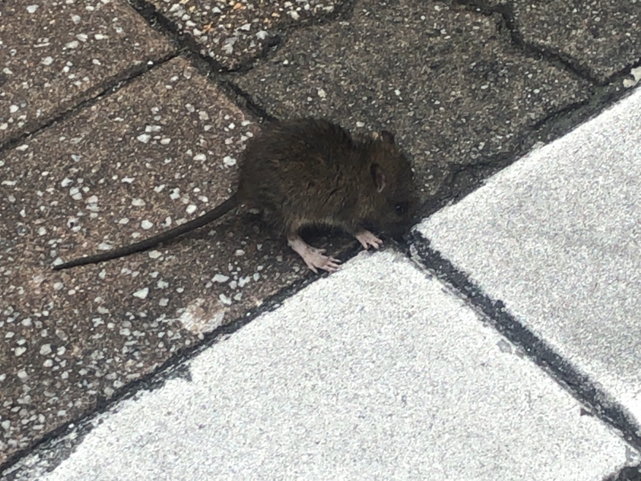 Para Tikus Ambil Alih Shibuya yang Kini Sepi