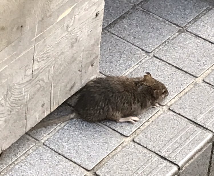 Para Tikus Ambil Alih Shibuya yang Kini Sepi