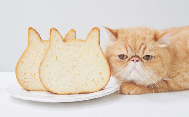 Roti Kucing yang Menyejukan Hati Kini Bisa Kamu Pesan Online!