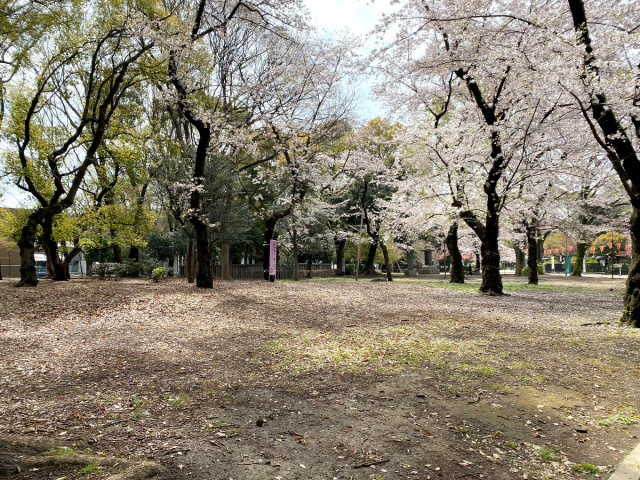 Dampak Corona Virus, Ueno Park Jadi Sepi