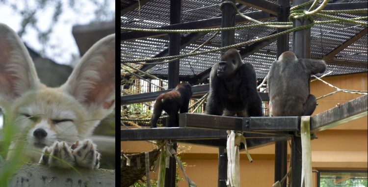 Kebun Binatang Kota Kyoto: Petualangan untuk Seluruh Keluarga