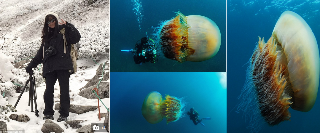 Ubur-ubur Raksasa ada di Perairan Jepang