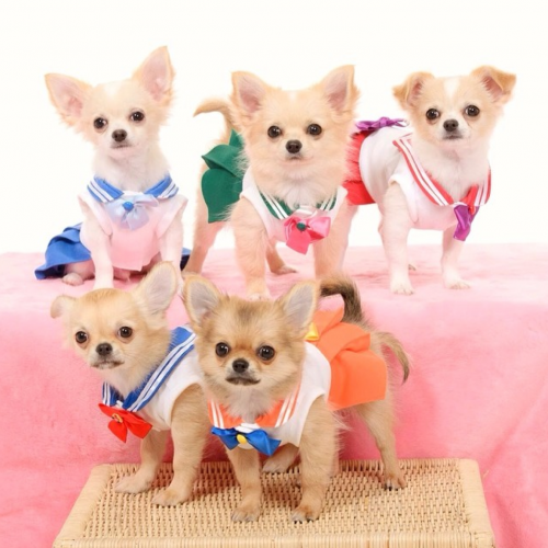 Kawaii! Anjing chihuahua ini ber-cosplay menjadi Sailor Moon dan Attack on Titan!