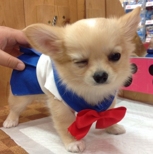 Kawaii! Anjing chihuahua ini ber-cosplay menjadi Sailor Moon dan Attack on Titan!