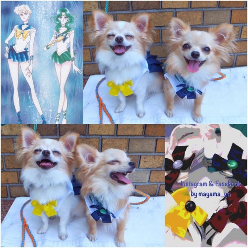 Kawaii! Anjing chihuahua ini ber-cosplay menjadi Sailor Moon dan Attack on Titan!