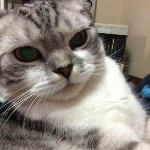 Kawaii! Lihatlah aneka foto selfie kucing di Jepang berikut ini!