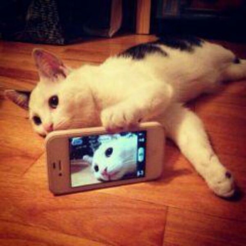 Kawaii! Lihatlah aneka foto selfie kucing di Jepang berikut ini!