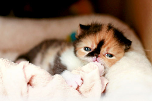 Yuk, mari kenalan dengan Memebon, bayi kucing lucu dari Jepang