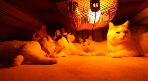 [video] Kumpulan video kucing bersama jeruk dan kotatsu yang super kawaii!