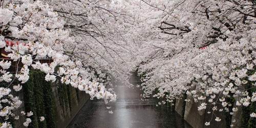 7 Festival bunga sakura paling meriah