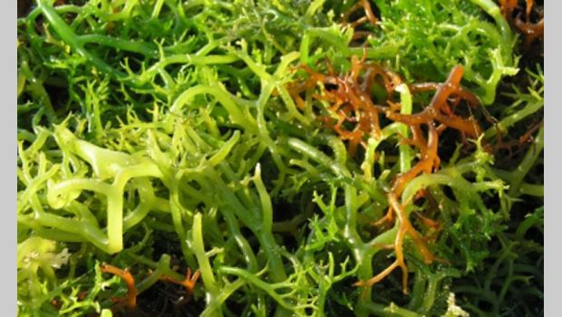 7 Manfaat Rumput Laut untuk Kecantikan
