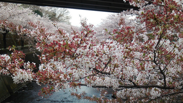 Apa saja hal-hal yang terasa mengganggu bagi orang Jepang saat melihat bunga sakura