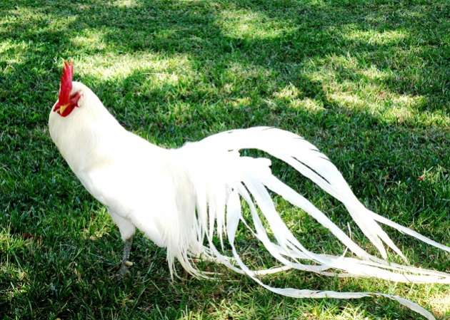Ayam Onagadori, Ayam Berekor Panjang dari Negeri Sakura