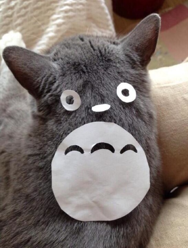 Bagaimana membuat kucing peliharaan menjadi Totoro? Ini dia caranya!