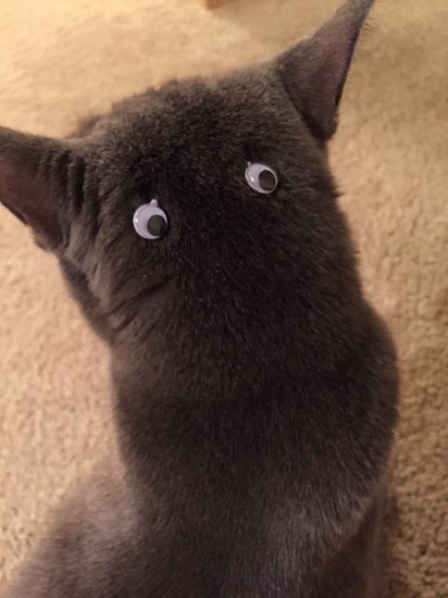 Bagaimana membuat kucing peliharaan menjadi Totoro? Ini dia caranya!