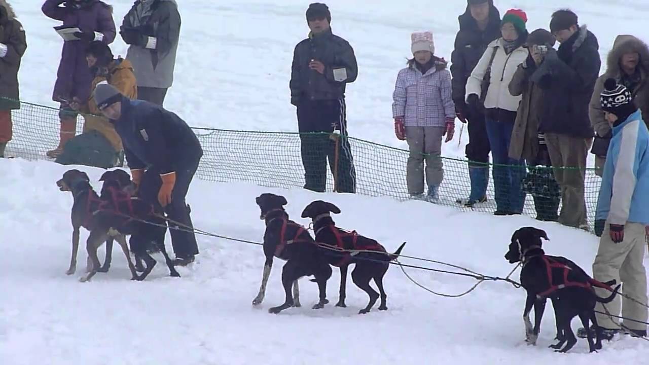 Balapan kereta seluncur anjing dimulai di Wakkanai, Jepang