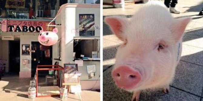 Bao-kun, babi imut yang jadi 'manajer' restoran di Jepang