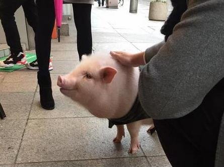 Bao-kun, babi imut yang jadi 'manajer' restoran di Jepang