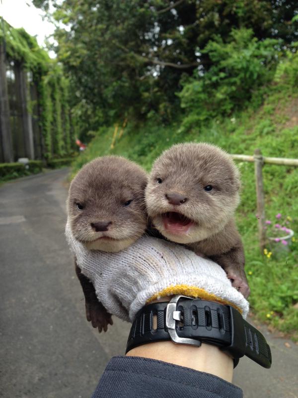 Bayi berang-berang yang sangat lucu ini telah meramaikan twitter Kebun Binatang Hirakawa