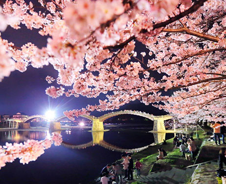 Bunga-bunga sakura yang diberi pencahayaan menarik perhatian banyak orang di jembatan Kintaikyo, Iwakuni