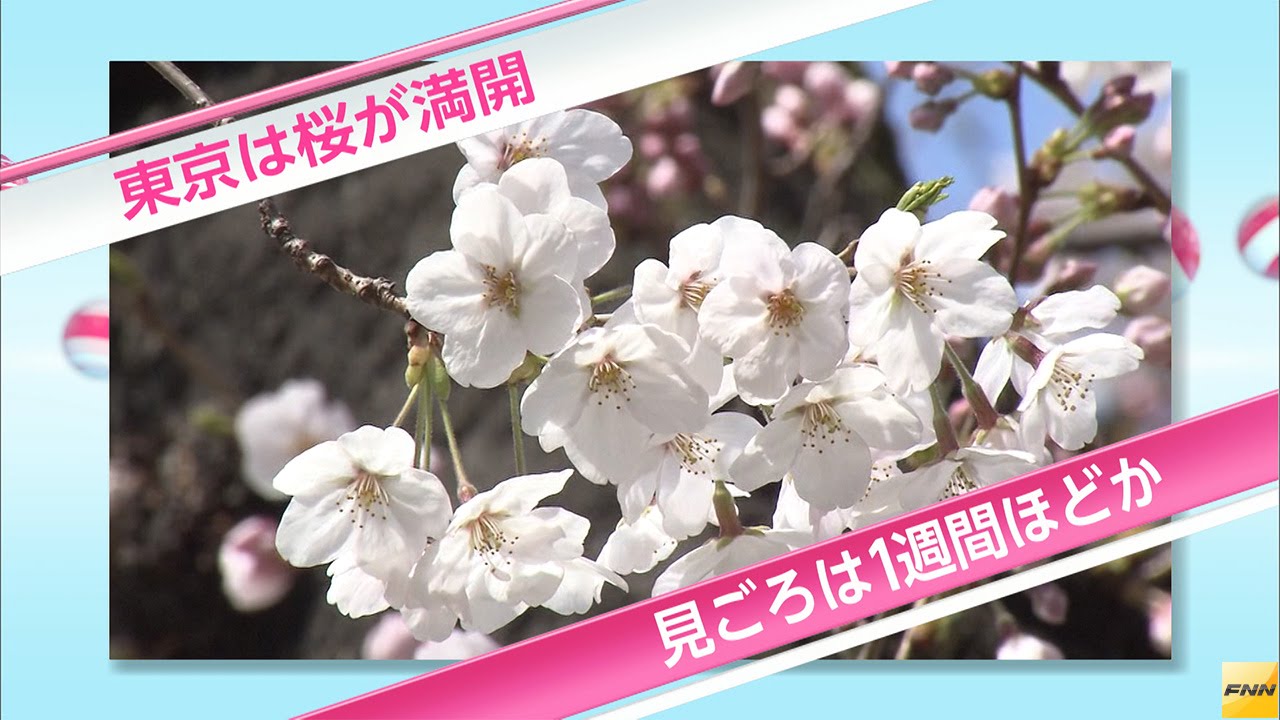 Bunga sakura mekar sepenuhnya di Tokyo & Fukuoka
