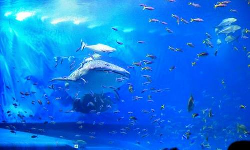 Churaumi, Akuarium Ikan Laut Terbesar Di Jepang