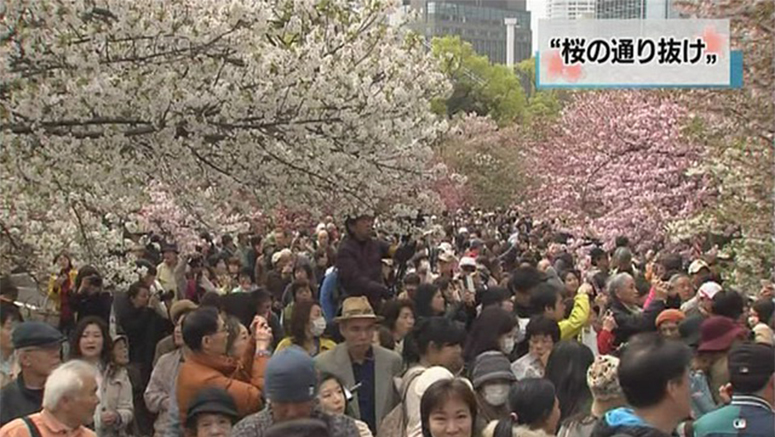 Di Japan Mint, acara memandangi keindahan bunga sakura telah dimulai