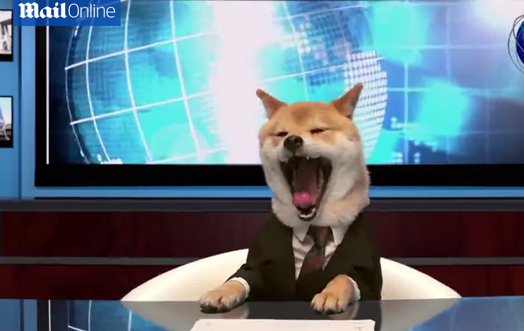 Di Jepang, anjing bisa menjadi pembaca berita yang lebih baik dari manusia (2)