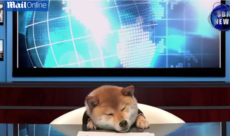 Di Jepang, anjing bisa menjadi pembaca berita yang lebih baik dari manusia (3)