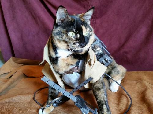 Ereneko cosplay cat (4)